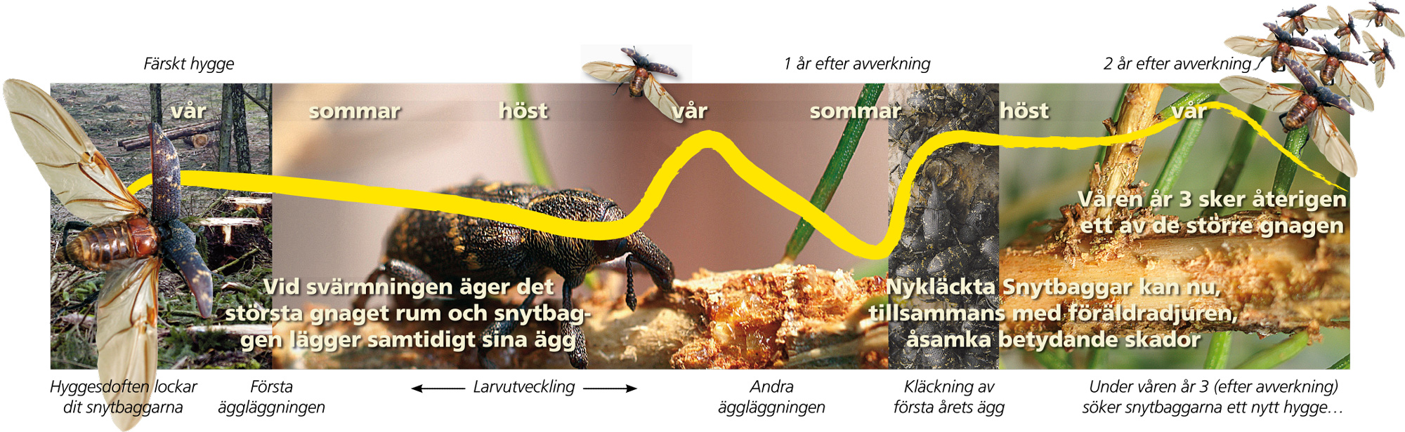 snytbaggeflykt-2019