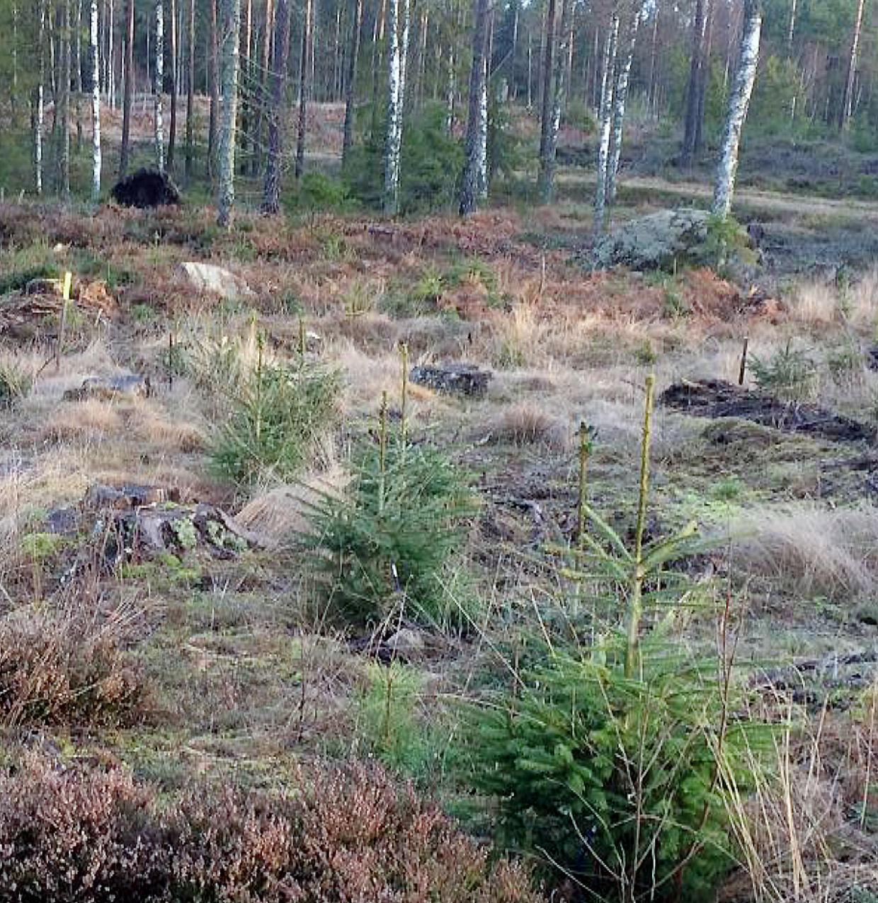 plantering-agroblen-2 plantering-agroblen-2